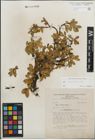 Foto von Salix kitaibeliana Willd.